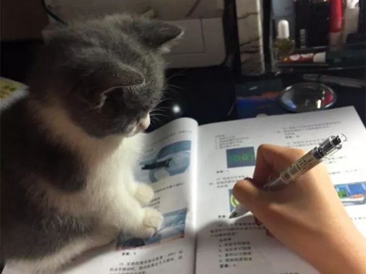 高层养猫必须要装纱窗吗,高层养猫关笼子