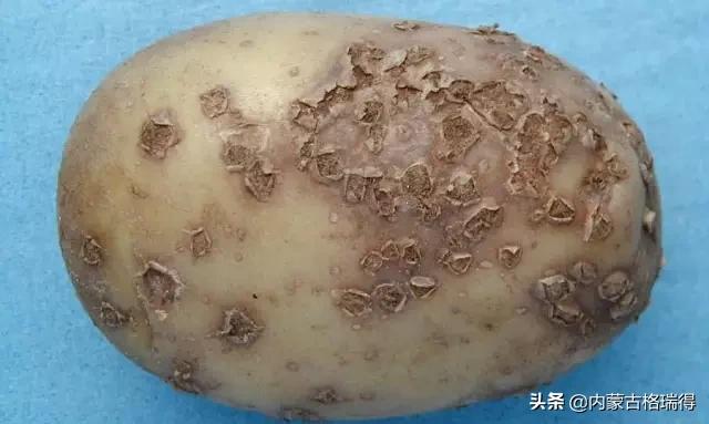 马铃薯豆角病害图谱,马铃薯病害图谱大全