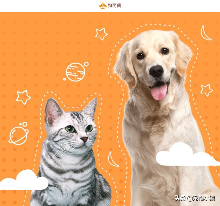 国外最热门宠物网站排名榜,宠物网站排行榜前十名