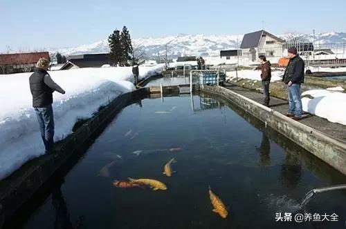 锦鲤春夏养秋冬赏,谈谈锦鲤的春夏秋冬那些事