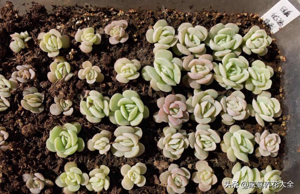 发芽最快的多肉种子,多肉种子发芽生长过程