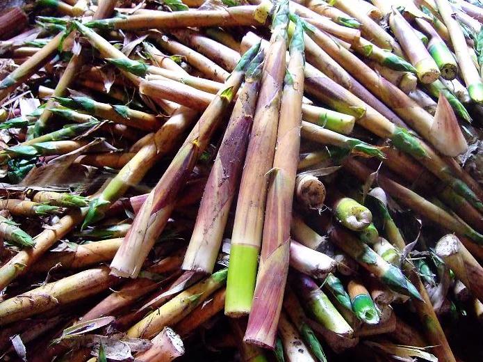 怎样晒茄子,怎样晒笋干好吃