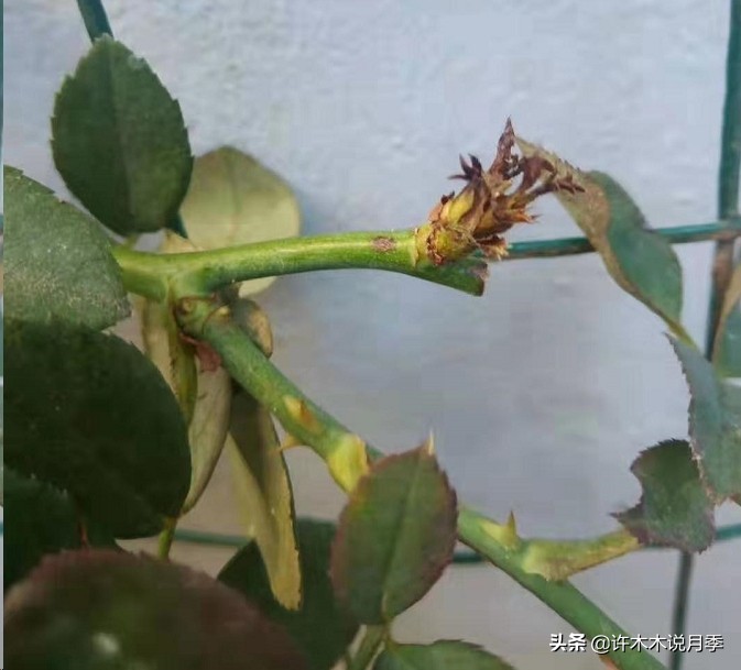 月季芽点都枯了月季还能活吗,月季枯萎了还能救活吗