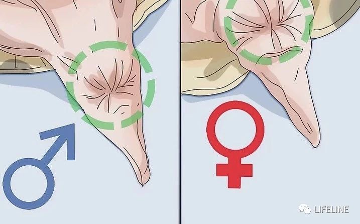 东部锦龟智商排名,红腹东部锦龟