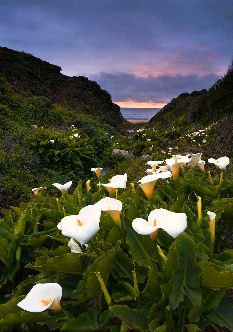 马蹄莲观赏内容,一盆马蹄莲