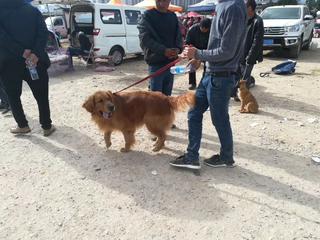 金毛600块钱卖给狗贩子,狗市来了一对双胞胎金毛900块钱卖