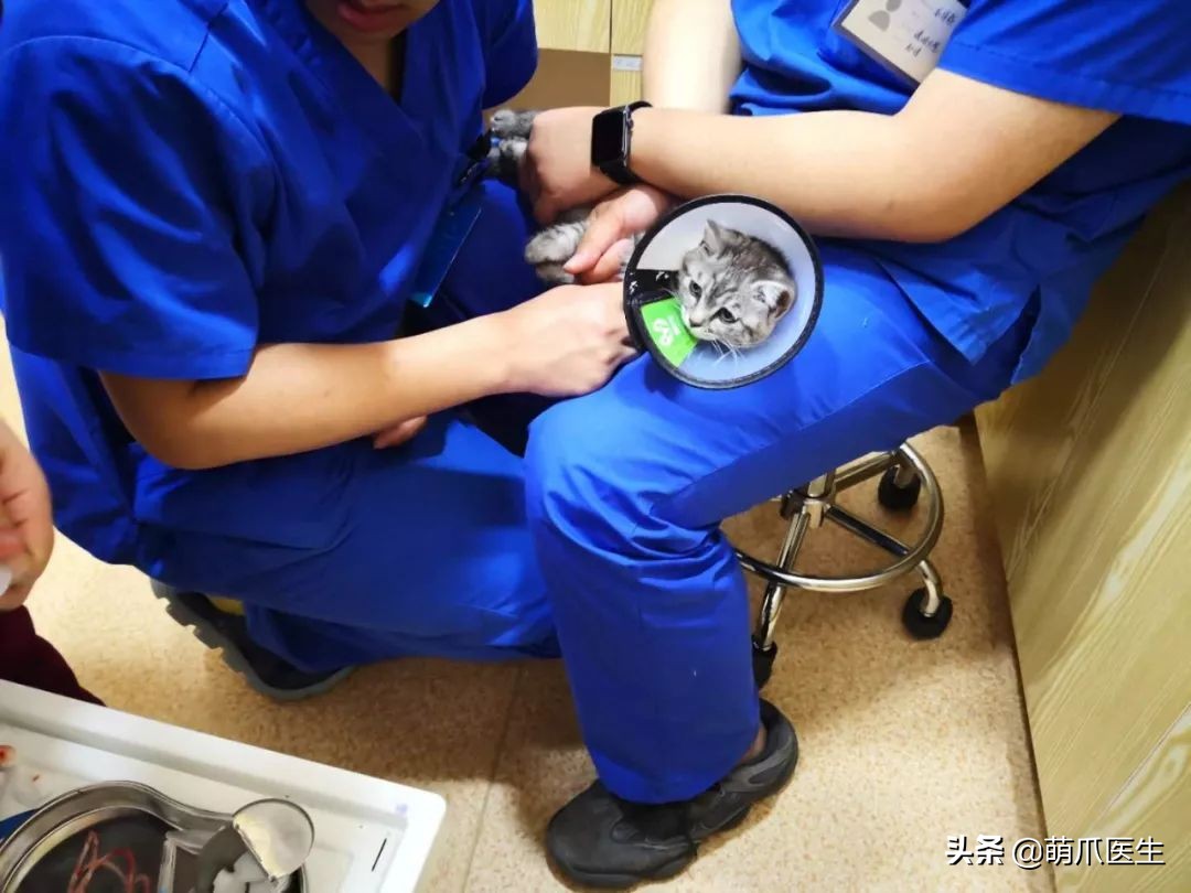 黑心宠物粮涉事企业有哪些,黑心宠物粮涉事企业