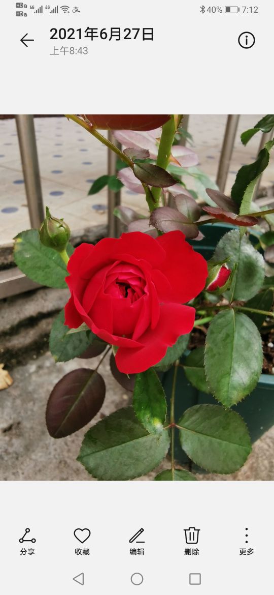 优秀月季品种推荐,正宗佛罗伦蒂娜月季