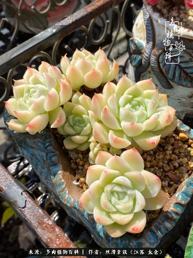 初秋的多肉,初春的多肉开始展现美颜了