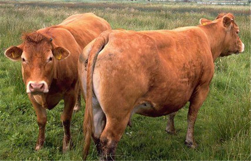 饲养黄牛的方法与技巧,黄牛养殖技术全过程