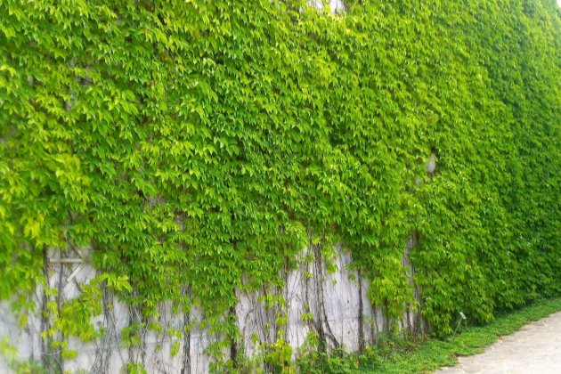 这种植物生命力太强，一般人不敢随便养！