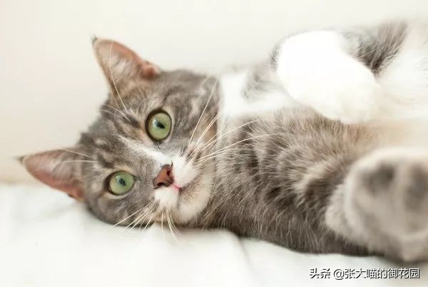 给猫咪绝育有多残忍,给猫咪绝育犯法吗