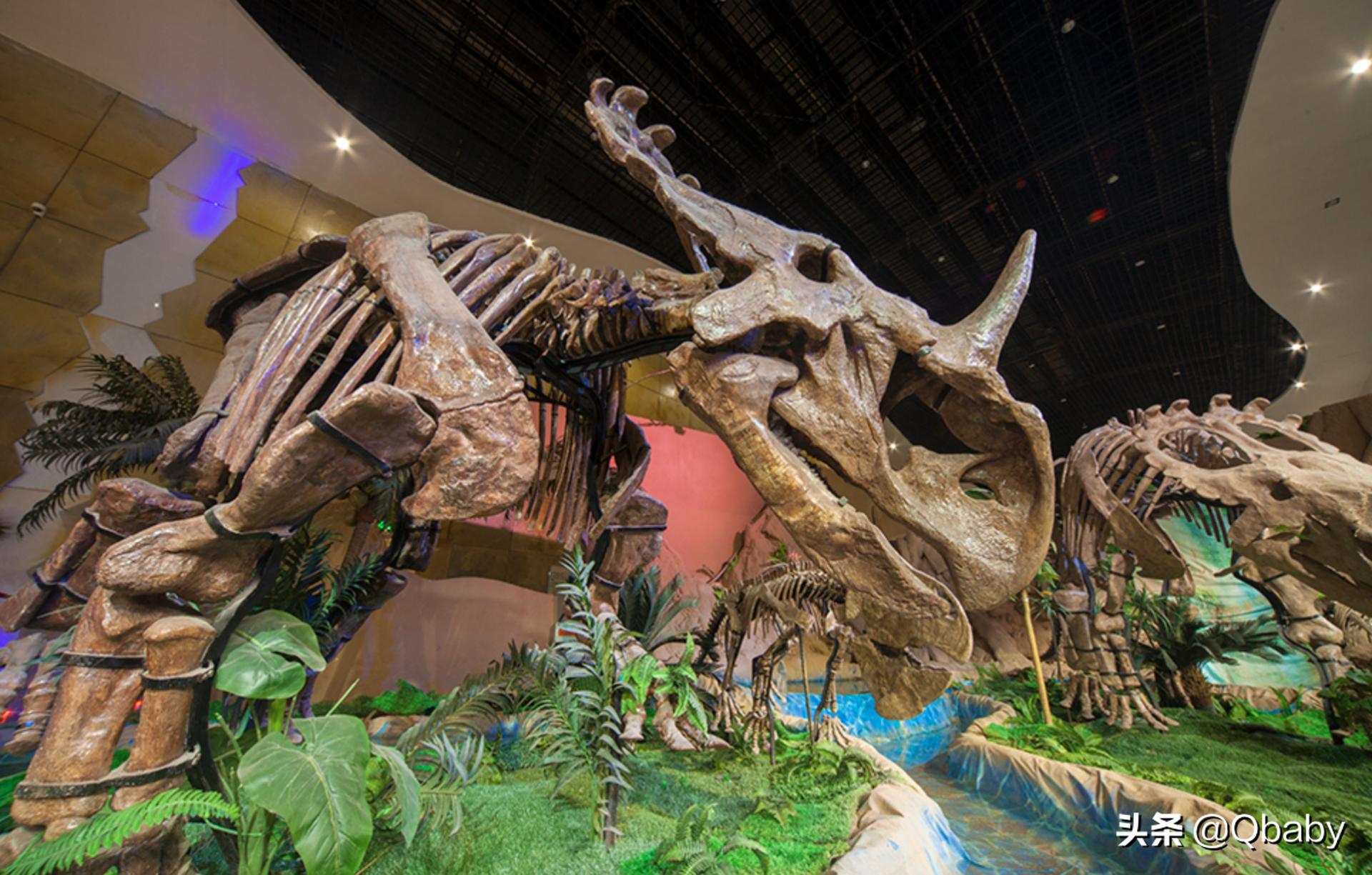 恐龙大百科恐龙探秘,恐龙探秘恐龙化石