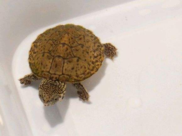 养龟春天注意事项,养龟怎样防止龟病