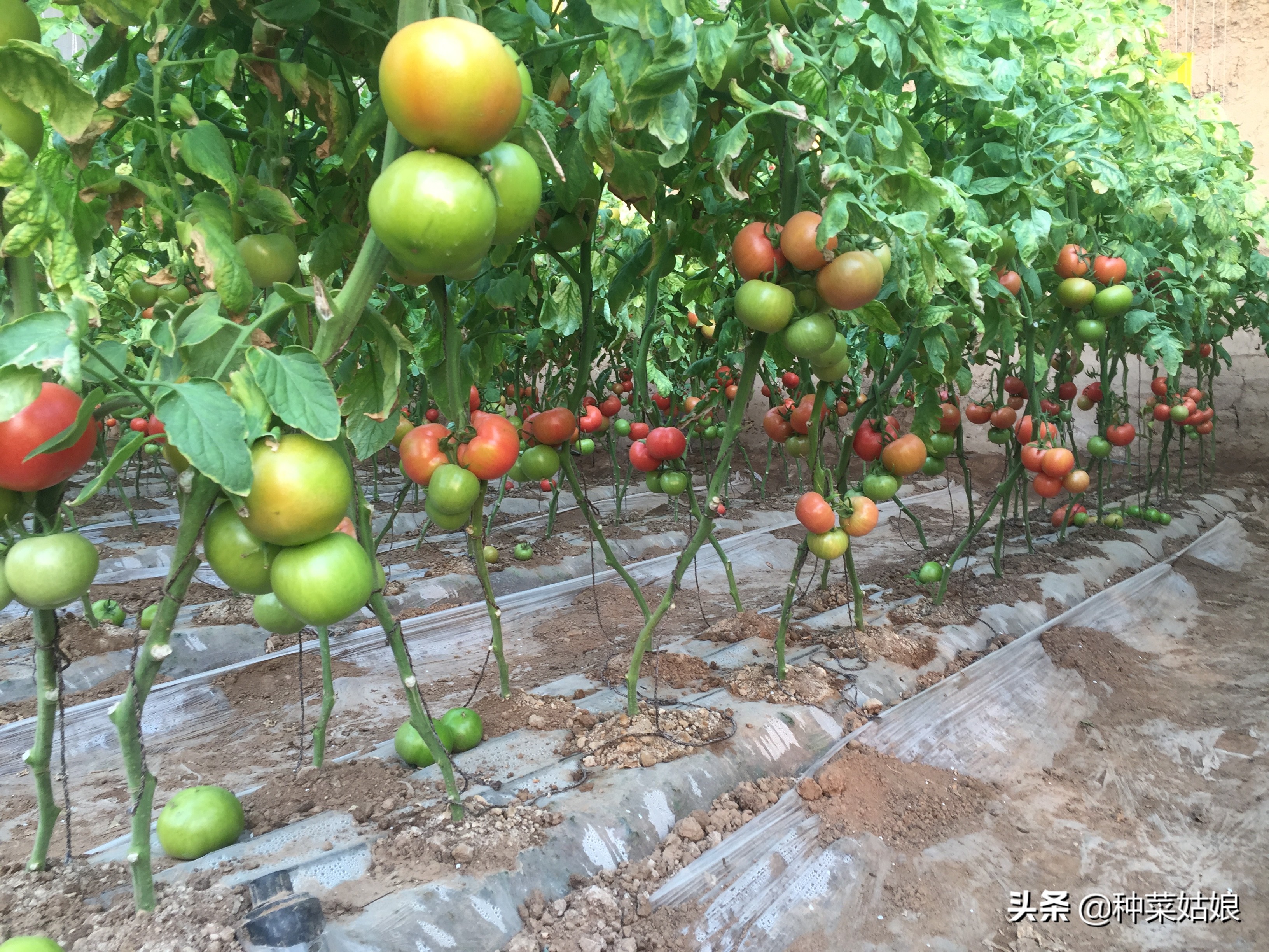 冬季大棚增温都有哪些妙招,大棚降湿增温最快的方法