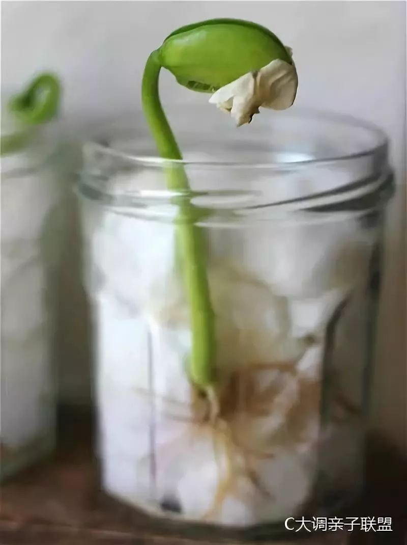 科学实验好奇心,科学入门小实验