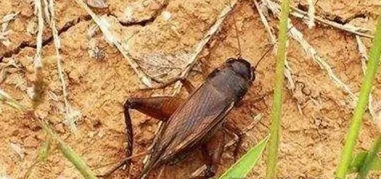 虫害快速灭除,如何无公害消灭地下害虫