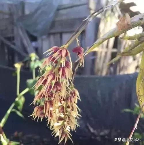 珍虫石斛什么档次,珍虫石斛花的介绍