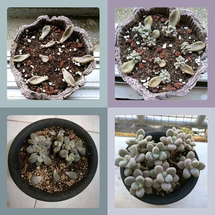 适合从小养到大的多肉,由小到大由浅入深