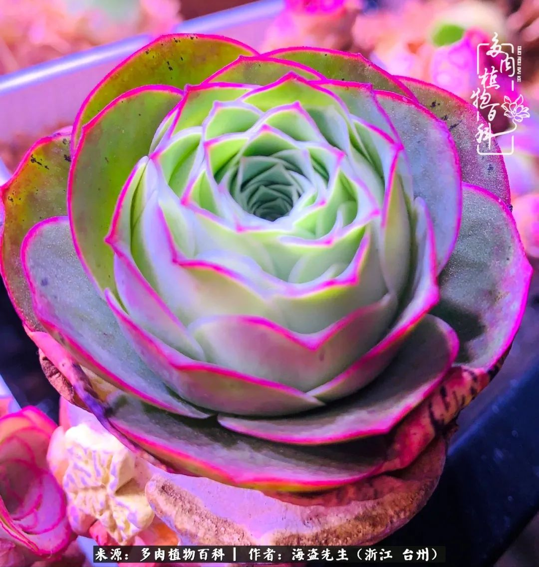 山地玫瑰养护顺口溜,山地玫瑰的养护种植注意事项视频