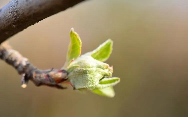 果树梢芽多怎么回事,果树修剪下来的花芽要怎么处理