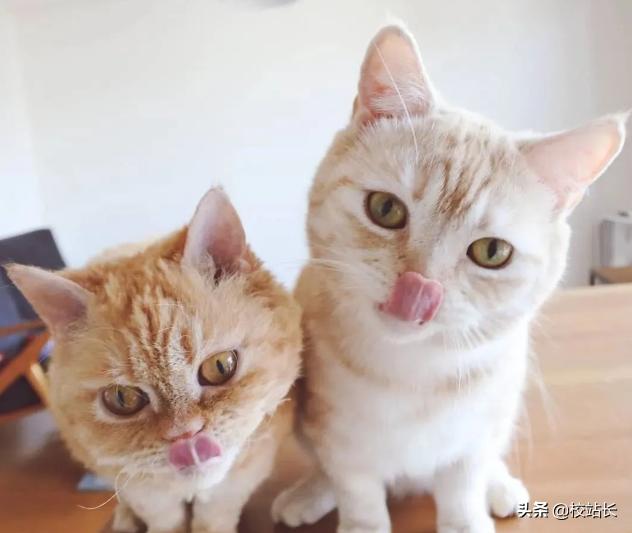 治愈系猫咪图片蓝猫,猫咪分享一组治愈系猫咪