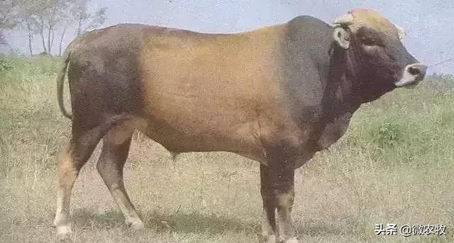 养牛不懂品种是不行的!牛品种大全!转了!