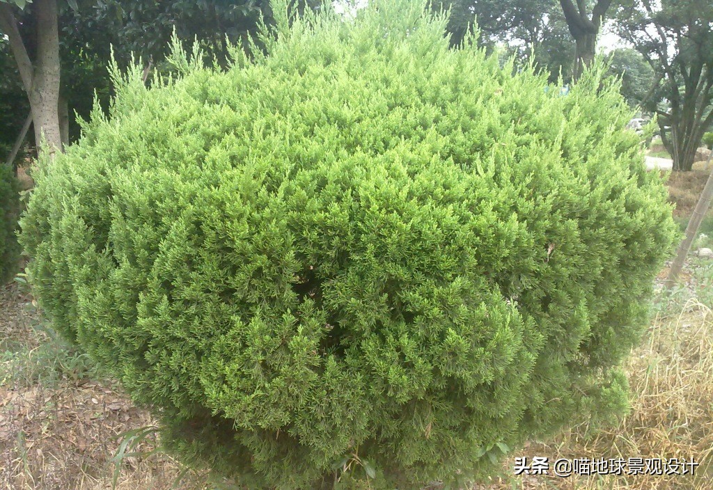 灌木球类植物,灌木植物种类及图片