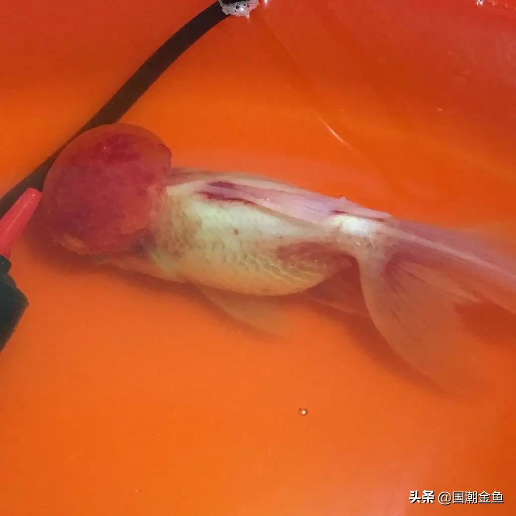 金鱼全身发红充血还能活多久,天气降温金鱼充血怎么办