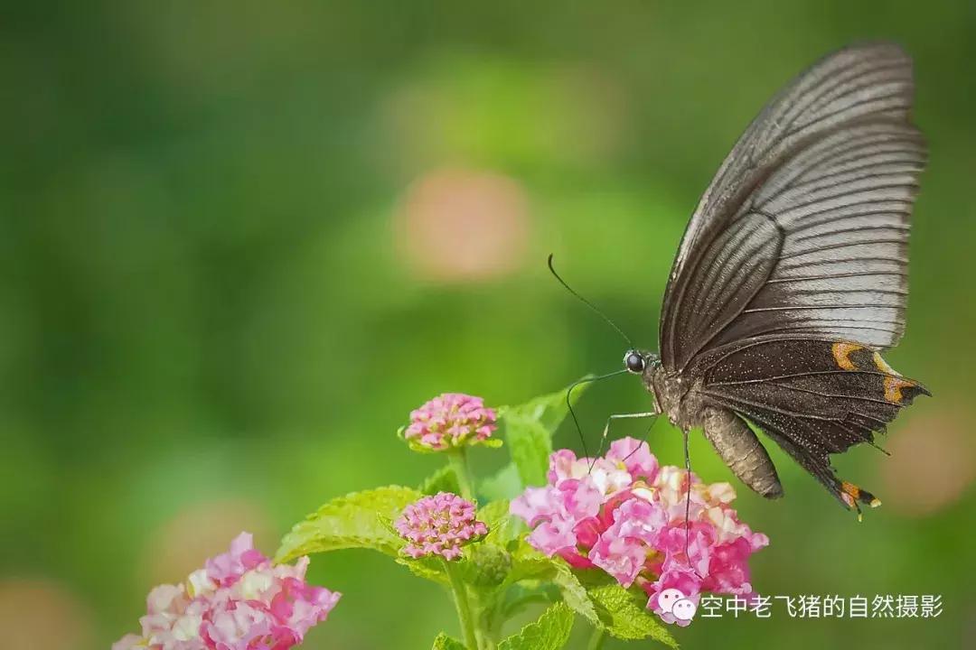 奥林巴斯12-100pro参数,奥林巴斯12-100pro镜头测评