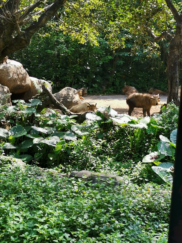 番禺长隆野生动物酒店住宿攻略,广州动物园和长隆野生动物世界