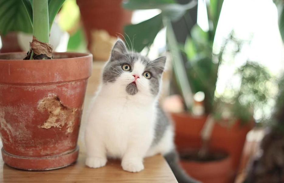 这5种猫不仅忠诚还好养,很可怕的5种猫不建议饲养