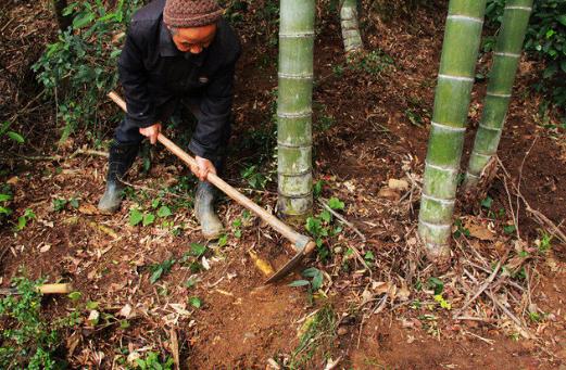 冬笋长在地下很难找,冬笋一斤能吃的有多少