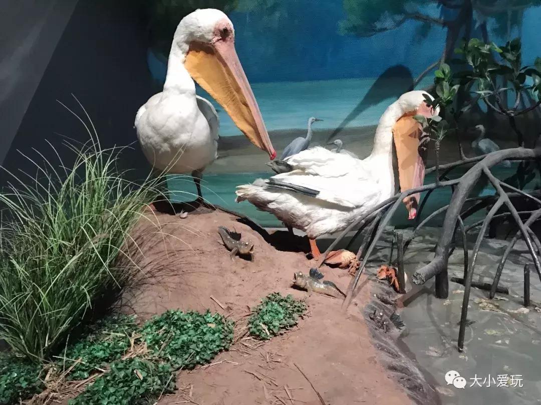 开放首日实探国家海洋博物馆，史上最抢手博物馆究竟长什么样