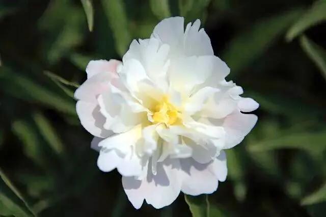 杨妃出浴是牡丹还是芍药,杨妃出浴芍药品种是进口品种吗