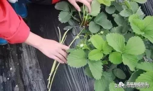 草莓什么时候摘叶最合适,草莓摘叶怎么管理