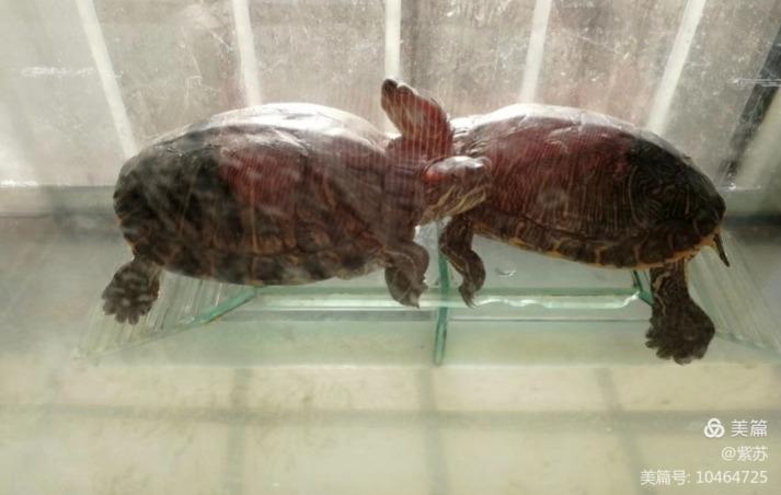 什么乌龟蜕壳,乌龟的退壳