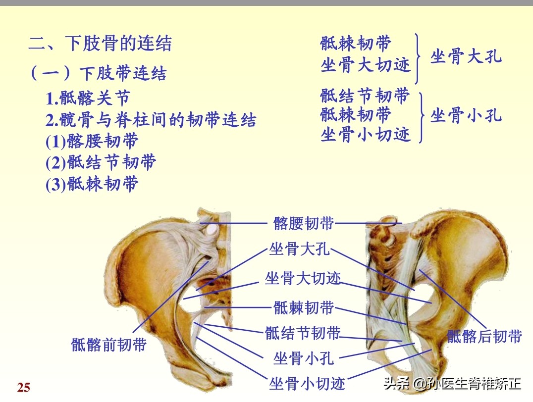 人体解剖学课件ppt,人体解剖学关节学