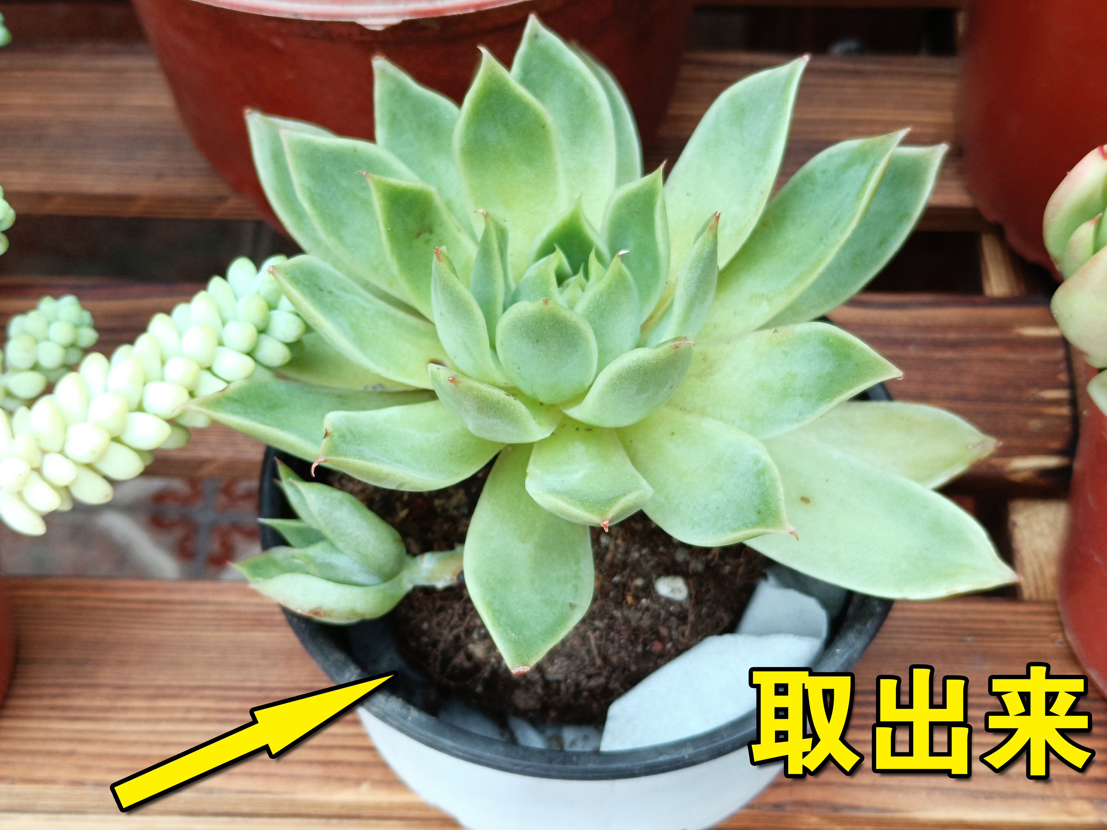 冬季多肉叶片化水是肥害还是受冻,多肉吉娃娃叶片化水怎么办