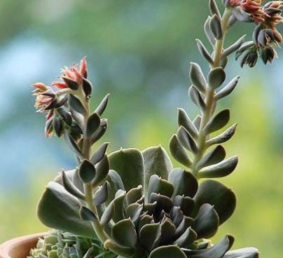 多肉开花前期如何养护,多肉开花没水分