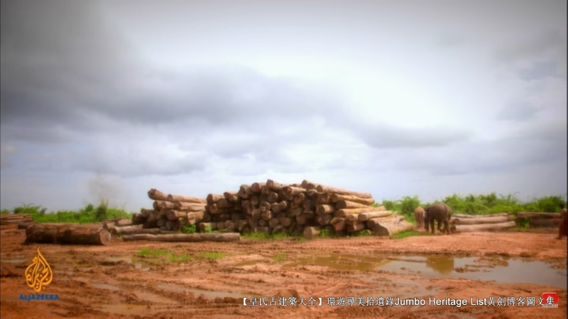 第1844回:皆伐破坏栖息生态,间伐劳工大象伐木