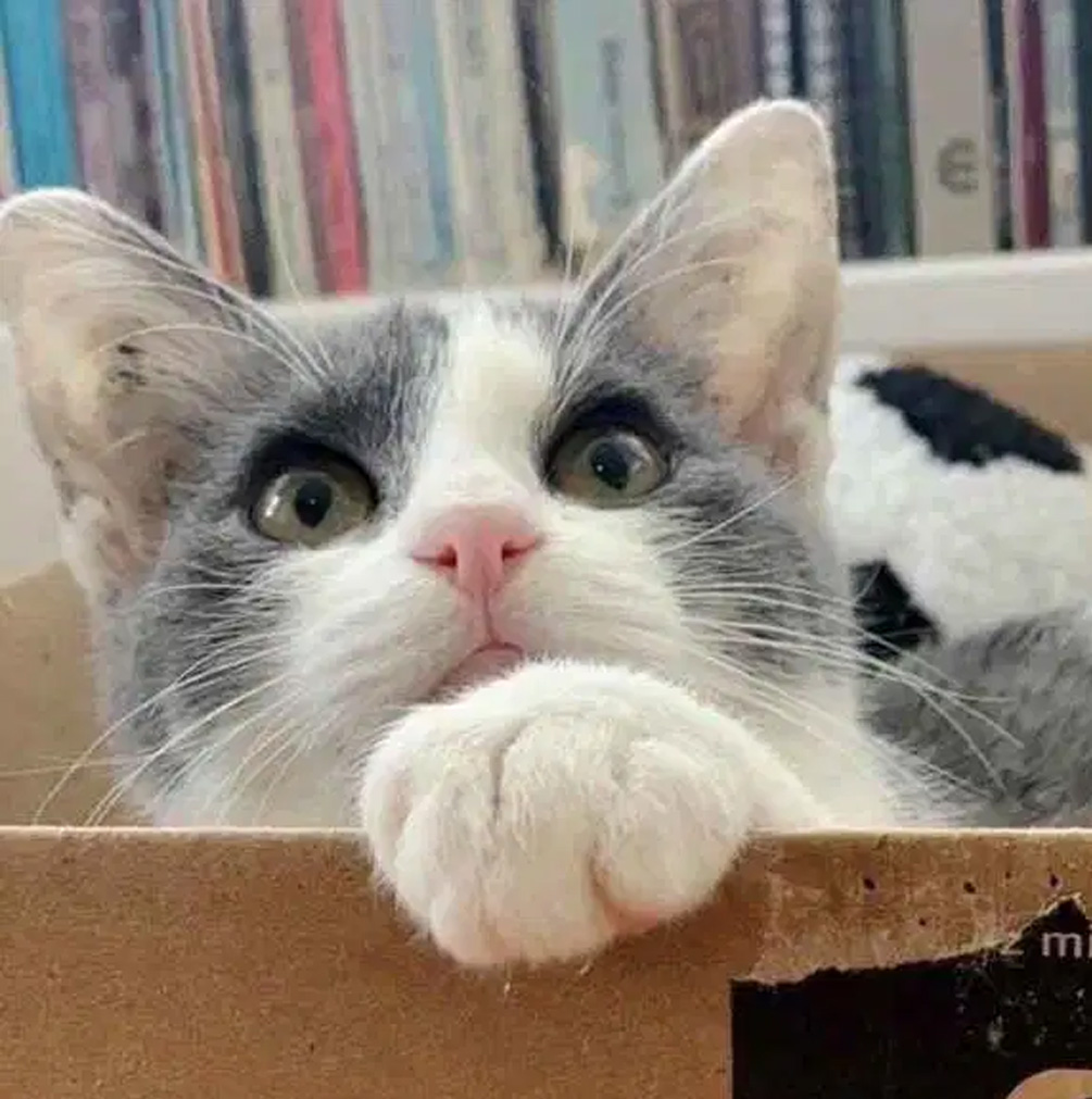 流浪小猫在附近闲逛，暖心的路人捡回家后发现美呆了