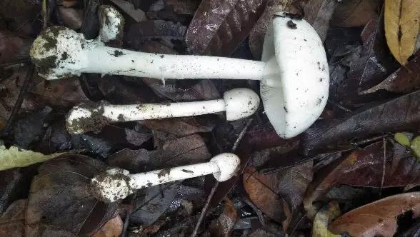 警惕广东头号毒菇,警惕新型毒品无处不在