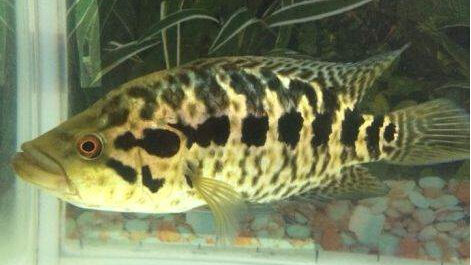 南美慈鲷,慈鲷有黑色的吗