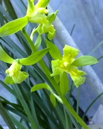 蕙兰绿素三星,蕙兰红素三星