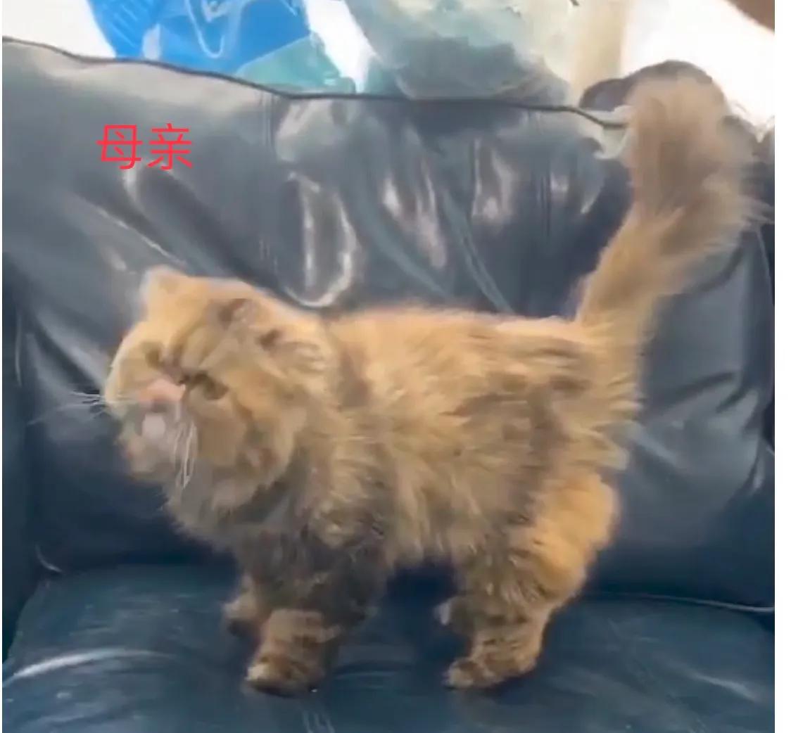 广州猫舍买英短猫,必读猫小屋家购猫流程