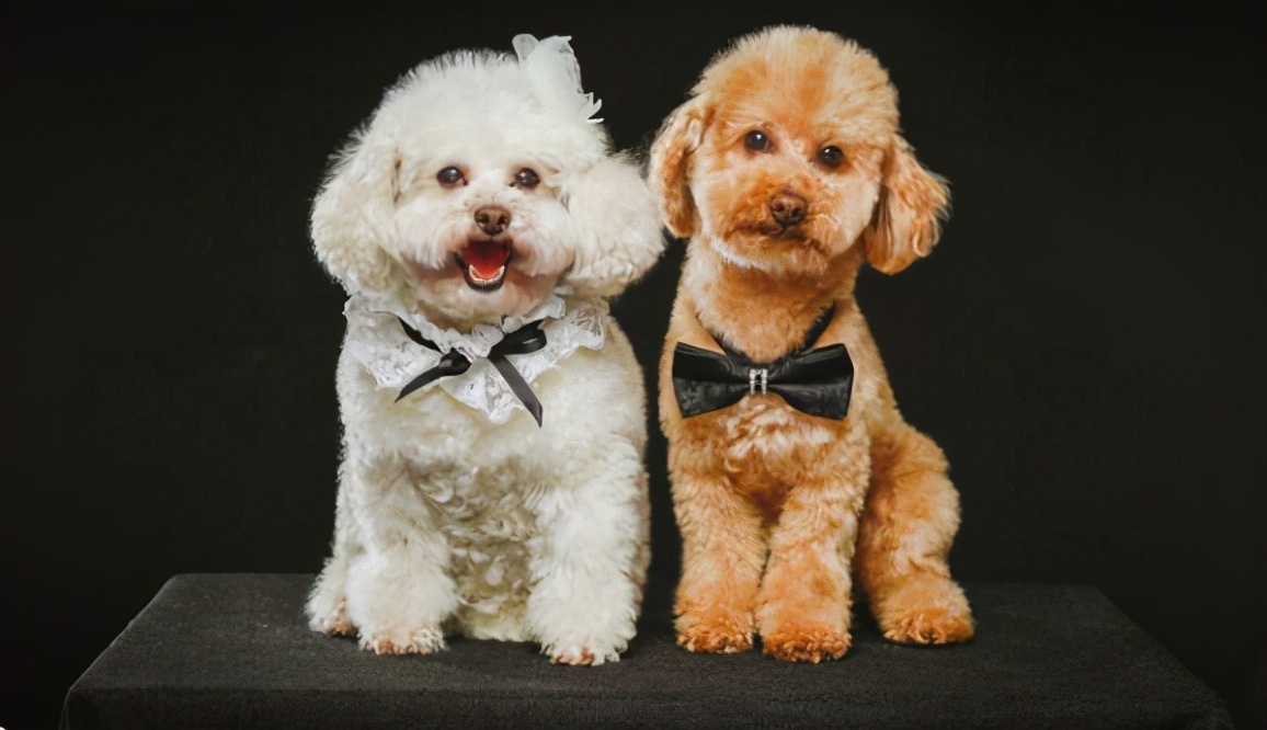 800的比熊犬和1400的比熊犬对比,养比熊犬好还是泰迪犬好