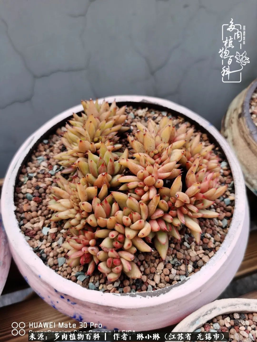 又到多肉变美时，一切都鼓励我积极向前