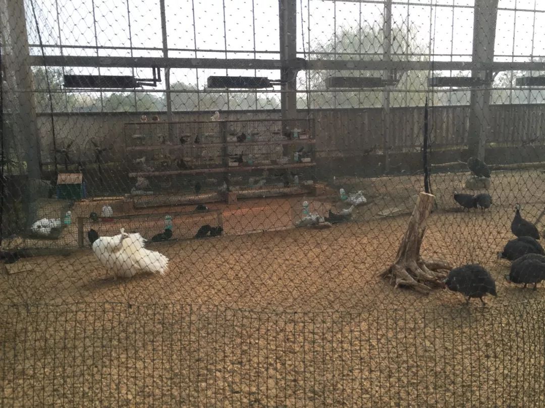 江阴嘉茂国际花鸟园,江阴嘉茂国际花鸟园什么时候再开