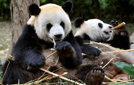 长隆野生动物世界暑假攻略,广州长隆野生动物园亲子一日游攻略